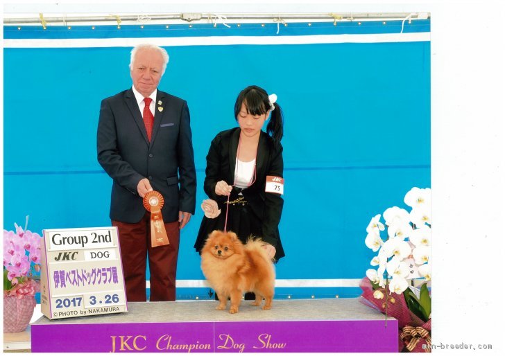 ポメラニアン【・男の子・2016年3月7日・オレンジ】