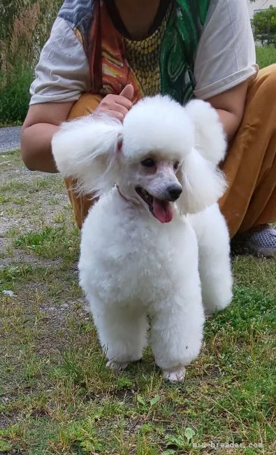 髭坊 様のお迎えした子犬