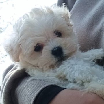 マルプー(マルチーズ×トイプードル)【福岡県・女の子・2023年9月20日・ホワイト】の写真「お求めやすい　かわいい女の子」