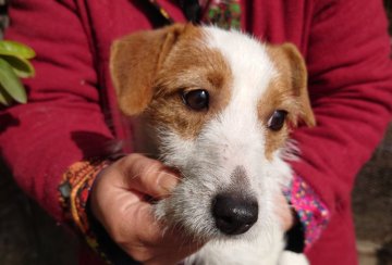 ジャックラッセルテリア【福岡県・女の子・2021年4月20日・ホワイト&タン】の写真「明日までで募集終了となります」