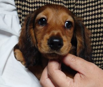 ミニチュアダックスフンド(ロング)【福岡県・女の子・2022年2月16日・レッド】の写真「praクリアの女の子」