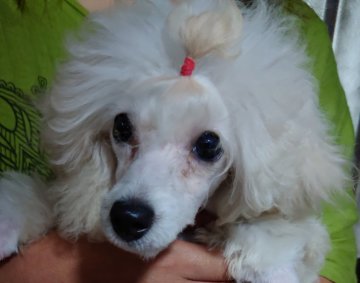 トイプードル(タイニー)【福岡県・女の子・2021年6月8日・ホワイト】の写真「今週だけの値下げ！　両親3項目クリア」