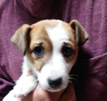 ジャックラッセルテリア【福岡県・女の子・2021年12月2日・ホワイト&タン】の写真「とてもかわいい女のコ」