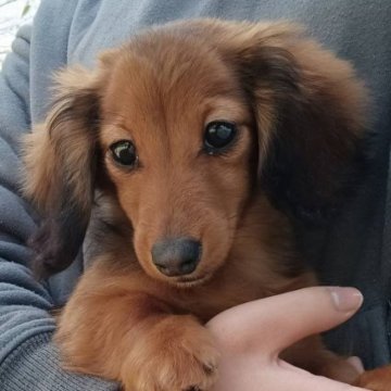 ミニチュアダックスフンド(ロング)【福岡県・女の子・2022年10月13日・レッド】の写真「土日限定の特別価格です」