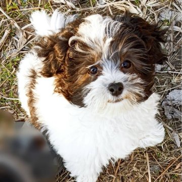 マルプー(マルチーズ×トイプードル)【福岡県・女の子・2023年9月20日・ホワイト&ブラック(グレー)】の写真「パンダカラーの女の子」