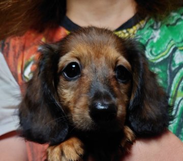 ミニチュアダックスフンド(ロング)【福岡県・男の子・2021年5月20日・レッド】の写真「かわいい男の子」