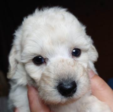 トイプードル(トイ)【福岡県・男の子・2022年5月13日・ホワイト】の写真「可愛い男の子」