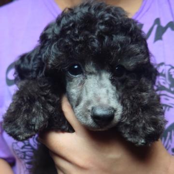 トイプードル(トイ)【福岡県・女の子・2022年5月27日・グレー (シルバー)】の写真「かわいい顔の女の子」