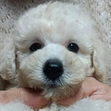 トイプードル(トイ)【福岡県・男の子・2022年5月13日・ホワイト】の写真「とても可愛い男の子　ときどきヤンチャさん」