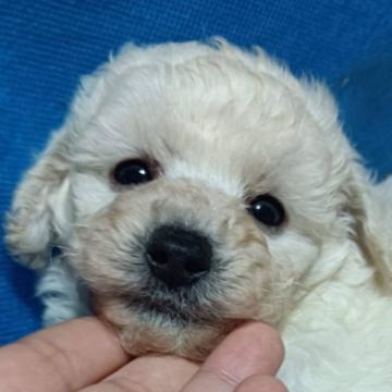 トイプードル(トイ)【福岡県・男の子・2022年5月13日・ホワイト】の写真「格安での募集　可愛い男の子」