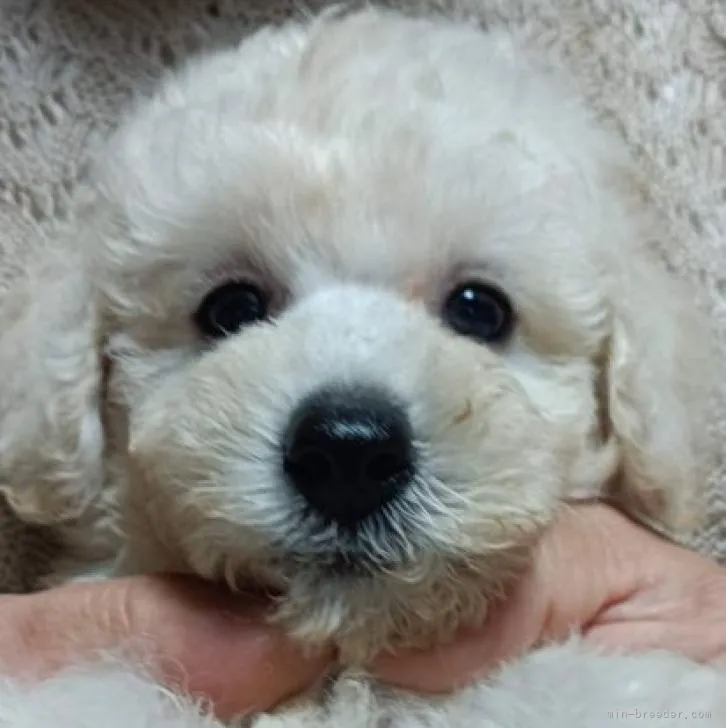 ID：2207-02339の子犬