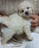 トイプードル(トイ)【福岡県・男の子・2022年5月13日・ホワイト】の写真3