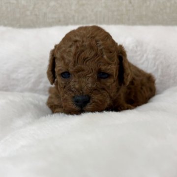 トイプードル(タイニー)【東京都・女の子・2025年11月17日・レッドフォーン(レッド)】の写真「可愛い小ぶりの女の子です♪」