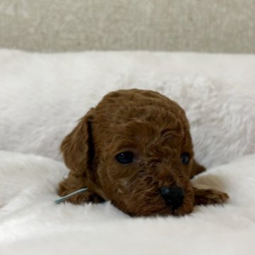 トイプードル(ティーカップ)【東京都・男の子・2025年11月17日・レッドフォーン(レッド)】の写真「極小サイズの可愛い男の子です♪」