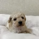タイニープードル