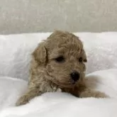 タイニープードル