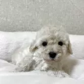 タイニープードル
