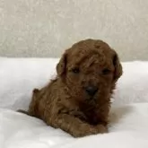 タイニープードル