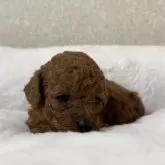 タイニープードル【東京都・女の子・2025年11月17日・レッドフォーン(レッド)】の写真3