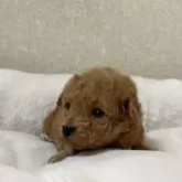 タイニープードル【東京都・男の子・2025年11月2日・オレンジフォーン(アプリコット)】の写真5