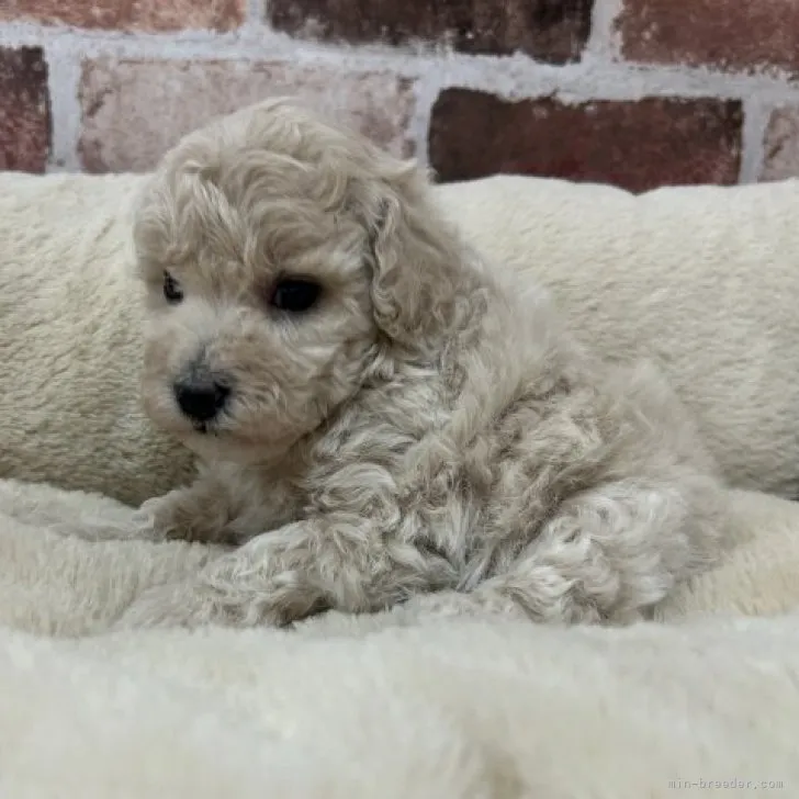 ID:2310-03616の子犬
