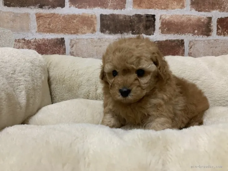 ID：2012-01853の子犬