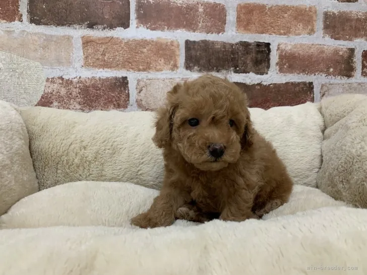 ID：2107-01841の子犬