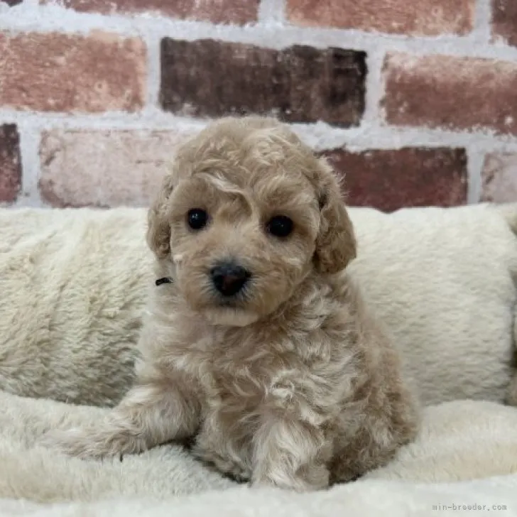 ID：2310-03619の子犬
