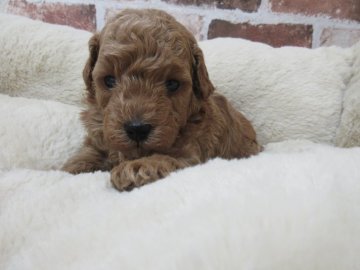 トイプードル(トイ)【東京都・男の子・2021年4月29日・アプリコット】の写真「可愛い男の子です♪」