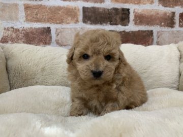 トイプードル(トイ)【東京都・男の子・2021年1月15日・アプリコット】の写真「可愛い小ぶりの男の子です♪」