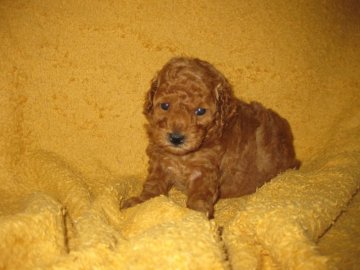 トイプードル(トイ)【東京都・女の子・2017年7月4日・レッド】の写真「可愛い女の子です♪」