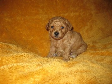 トイプードル(トイ)【東京都・男の子・2017年3月22日・アプリコット】の写真「小ぶりの男の子です♪」