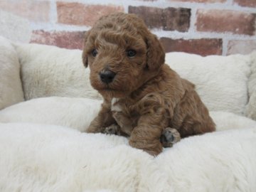 トイプードル(トイ)【東京都・男の子・2021年4月29日・アプリコット】の写真「可愛い男の子です♪(エプロン付き)」