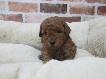 トイプードル(トイ)【東京都・男の子・2021年4月29日・レッド】の写真「可愛い男の子です♪」