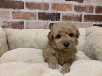 トイプードル(トイ)【東京都・女の子・2021年5月20日・アプリコット】の写真「小ぶりの女の子です♪」