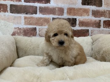 トイプードル(トイ)【東京都・女の子・2021年6月12日・アプリコット】の写真「可愛い女の子です♪」