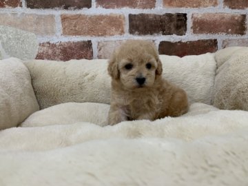 トイプードル(タイニー)【東京都・女の子・2021年6月15日・アプリコット】の写真「可愛い女の子です♪」