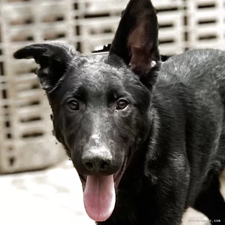 ID:2502-03500の子犬