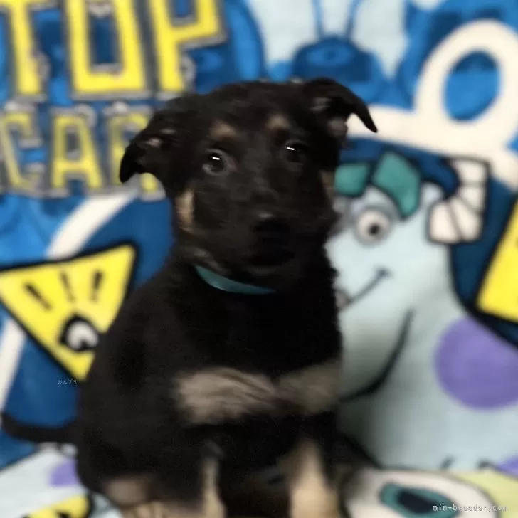 ID:2501-07556の子犬