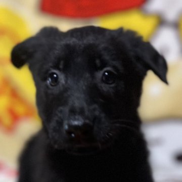 ジャーマン・シェパード・ドッグ【三重県・女の子・2024年12月21日・ブラック】の写真「訓練犬の最高峰、IGP訓練血統！」
