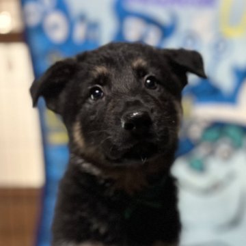 ジャーマン・シェパード・ドッグ【三重県・男の子・2024年12月8日・ブラックタン】の写真「訓練犬の最高峰、IGP訓練血統！」