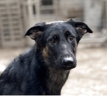 ジャーマン・シェパード・ドッグ【三重県・女の子・2025年1月30日・ブラックタン】の写真「訓練犬の最高峰、IGP訓練血統！」