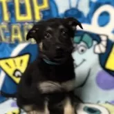 ジャーマン・シェパード・ドッグ【三重県・男の子・2024年12月8日・ブラックタン】の写真1