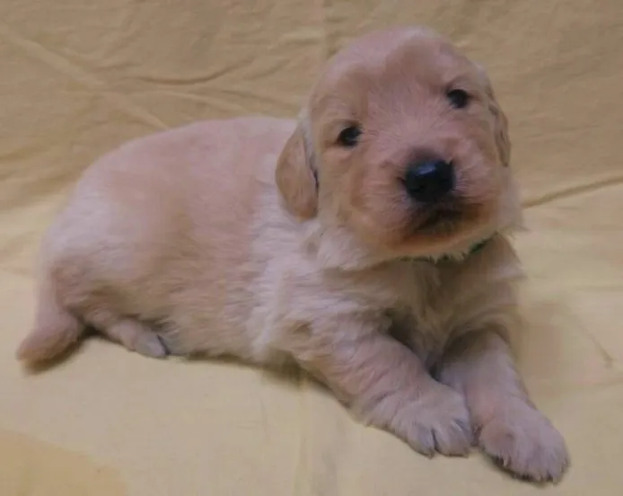 ID:1403-00334の子犬
