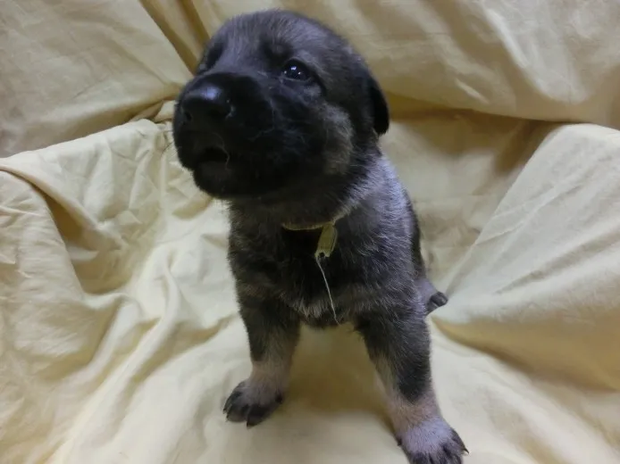 ID:1307-01064の子犬
