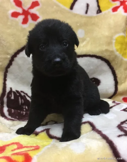 ユウジ 様のお迎えした子犬