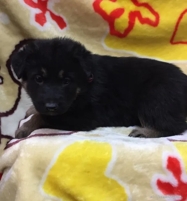 M.T 様のお迎えした子犬