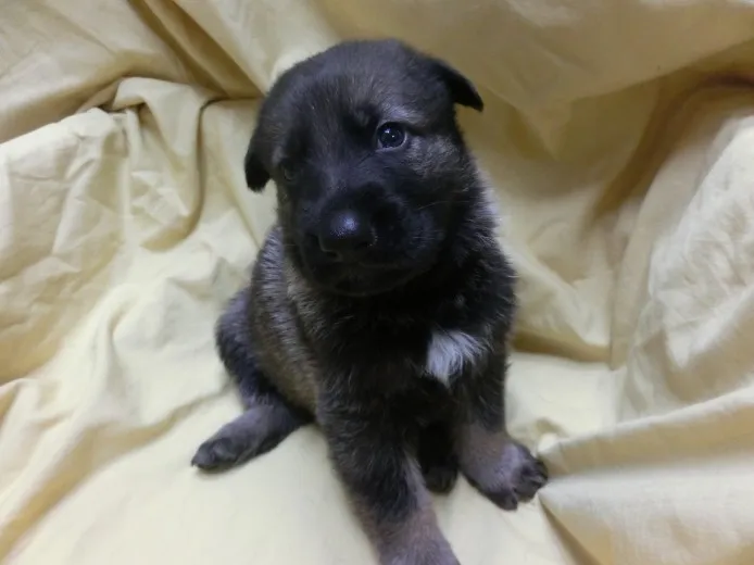 ID:1307-01065の子犬