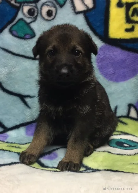 ID:1908-02509の子犬
