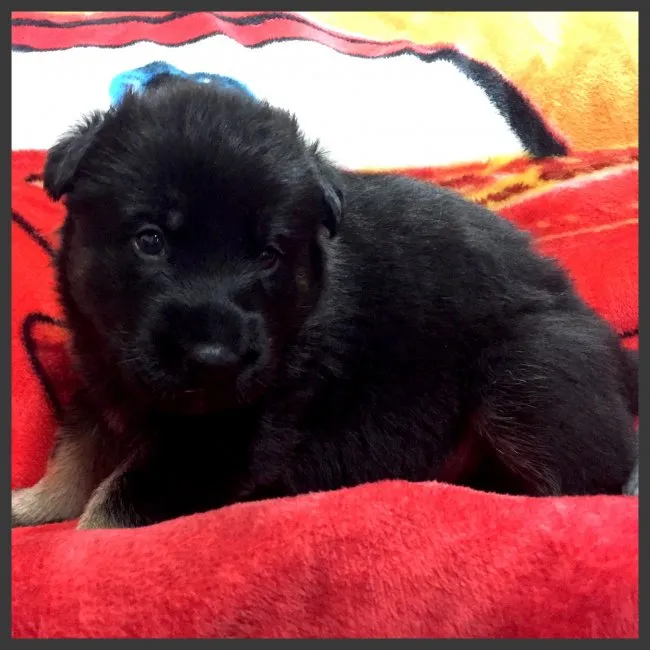 ID:1611-01689の子犬